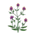 VOYNICH PLANT