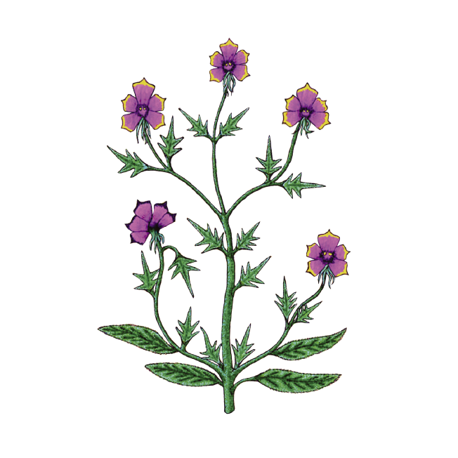 VOYNICH PLANT