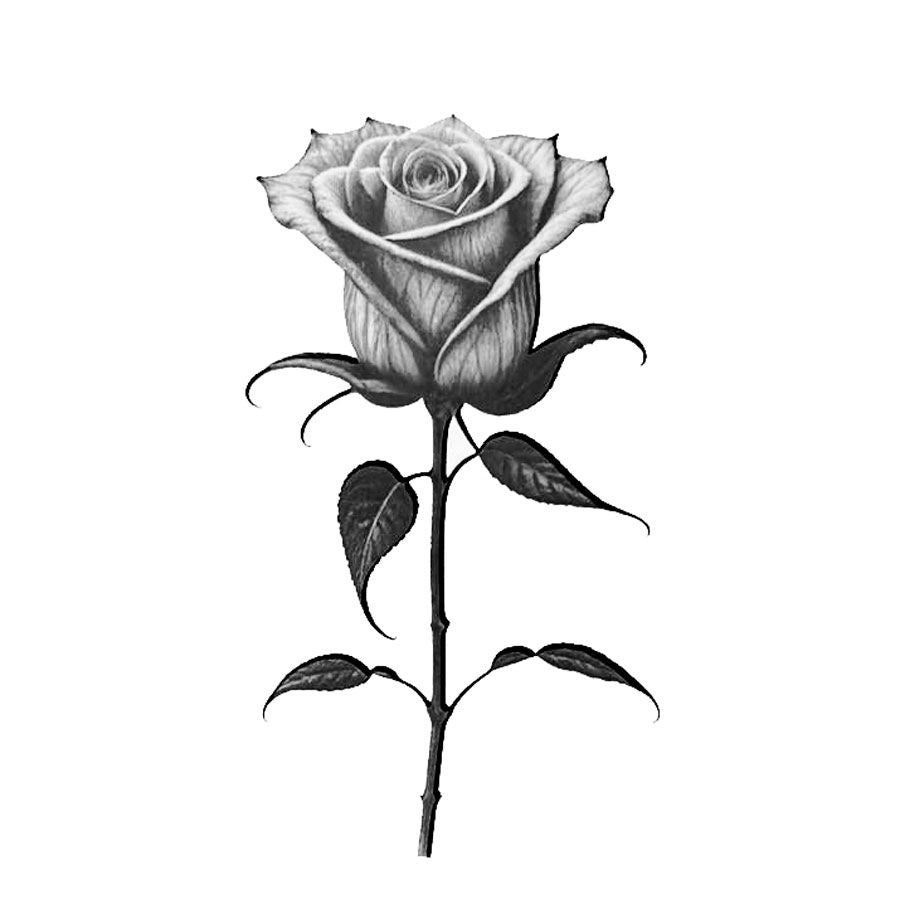 THE ROSE