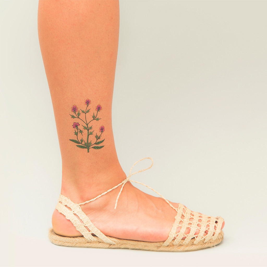 VOYNICH PLANT
